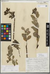 Foto von Salix myrsinifolia Salisb.